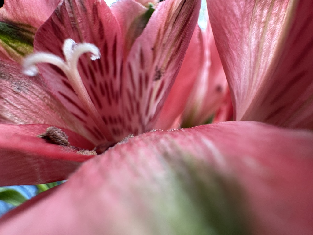 close up picture of a red flower